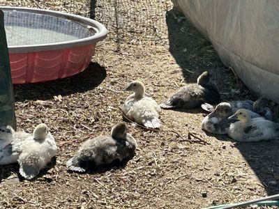 Muscovy Ducklings
