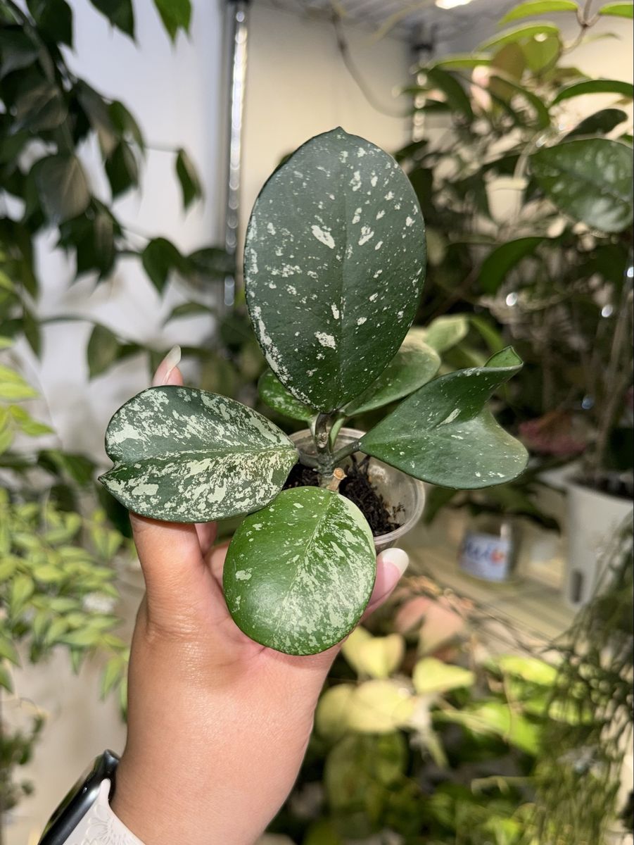 Hoya obovata (splash) - Plants