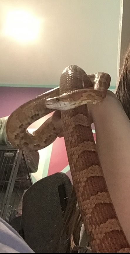Rehoming Corn Snake