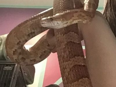 Rehoming Corn Snake