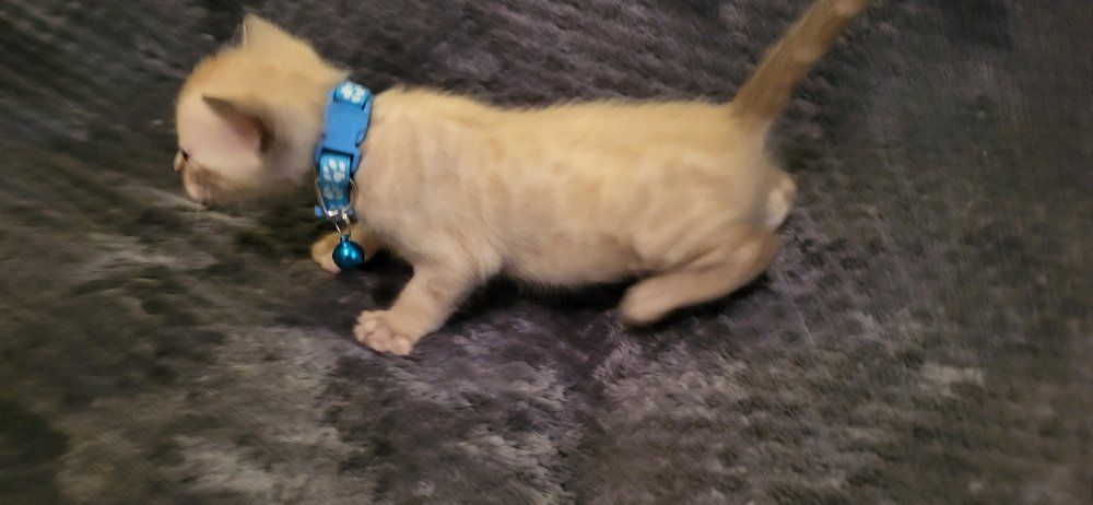 TICA REGISTERED BENGAL KITTENS HYPOAL Reg. Cattery Therapy Bengals Cattery