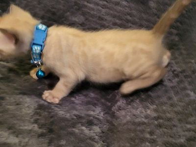 TICA REGISTERED BENGAL KITTENS HYPOAL Reg. Cattery Therapy Bengals Cattery