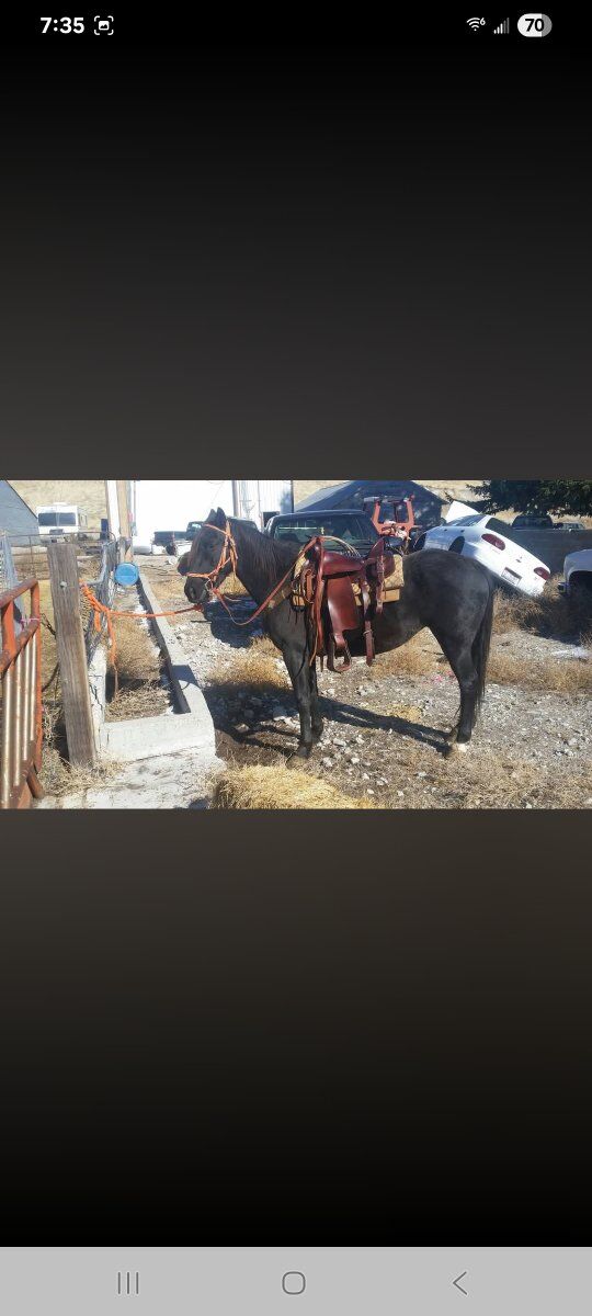 Indian reservation Mare