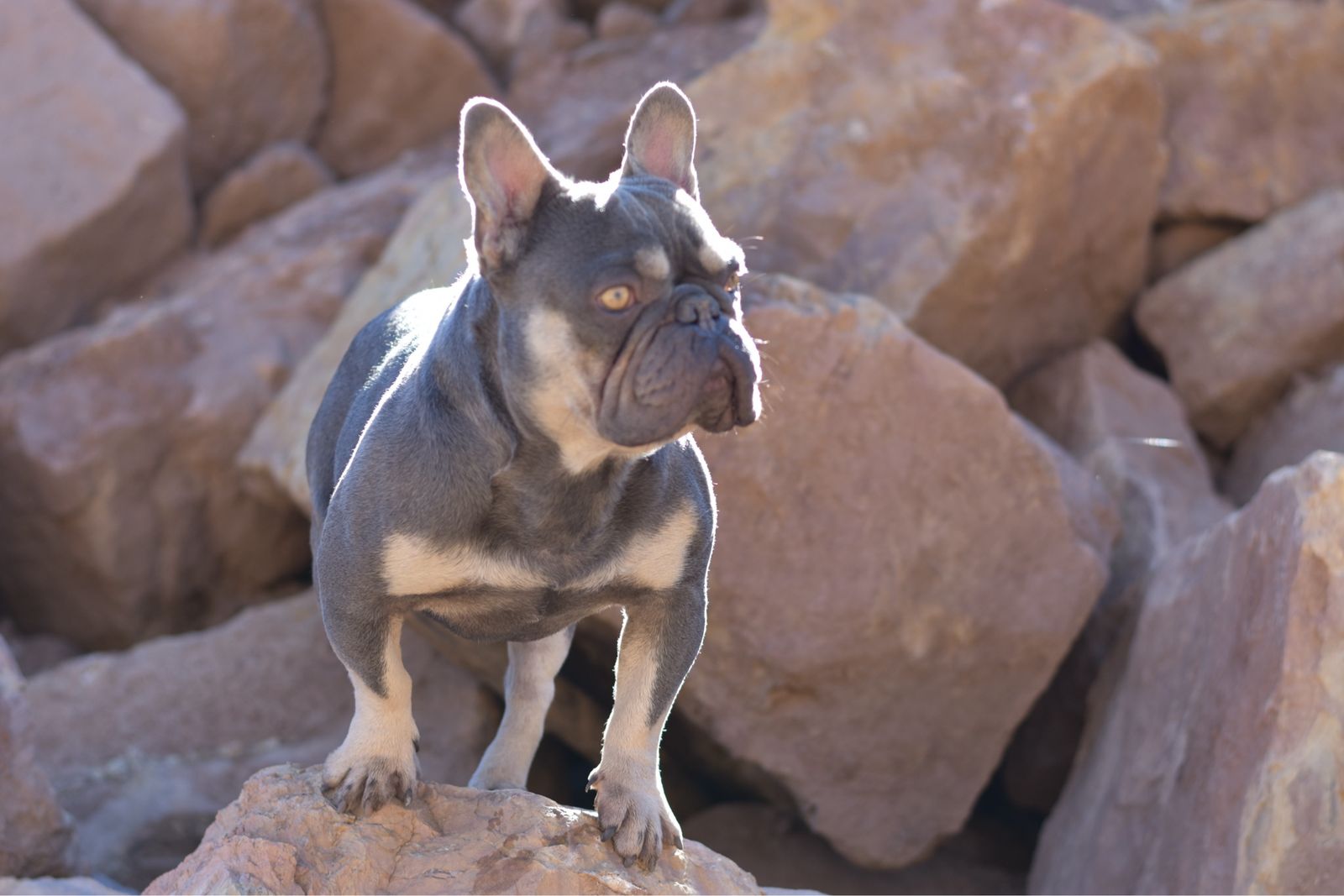 Bruno French Bulldog stud/pet only which ever.