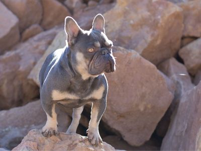 Bruno French Bulldog stud/pet only which ever.