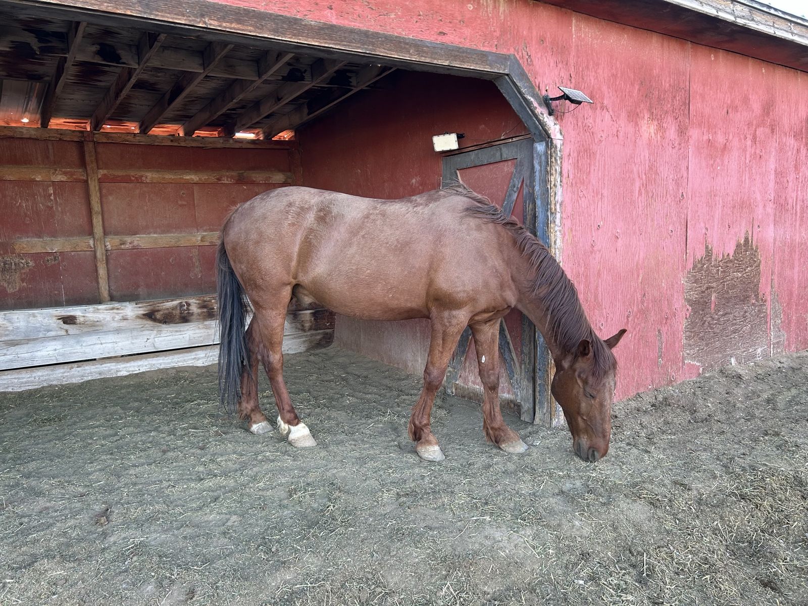 10 year old gelding