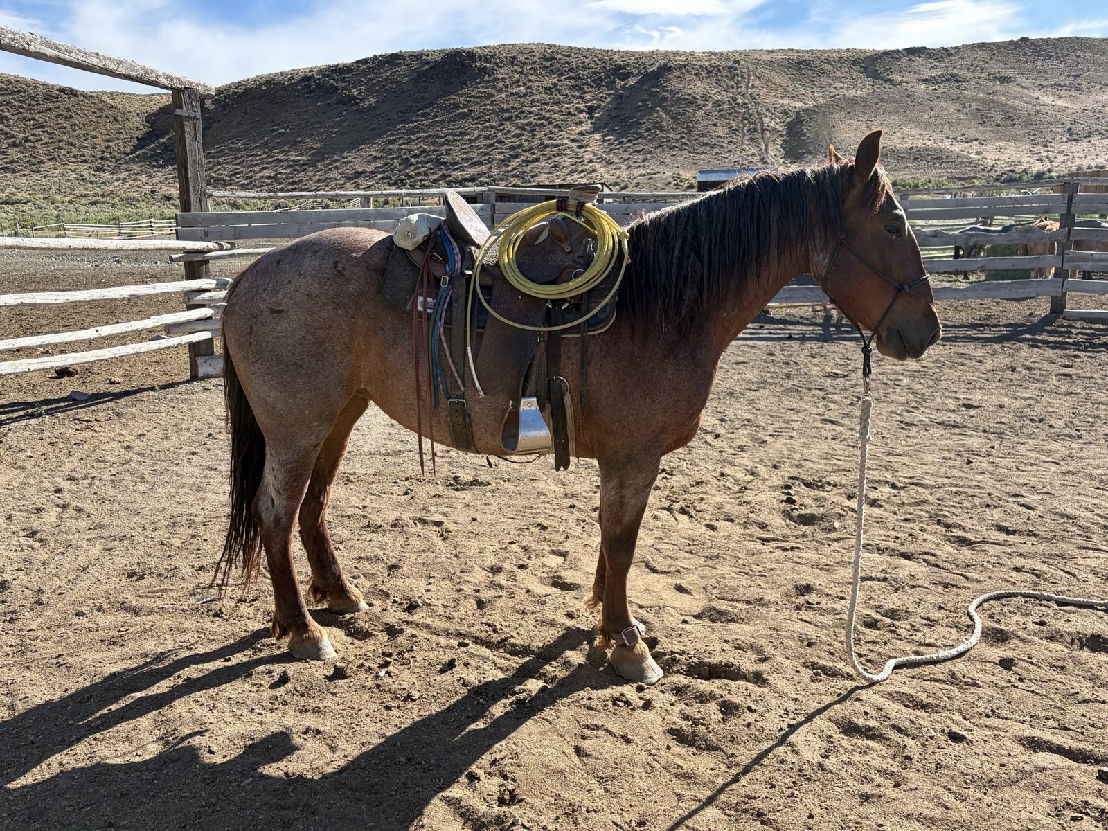 4 year old 1/2 draft out of peptos lady drift