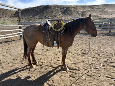 4 year old 1/2 draft out of peptos lady drift