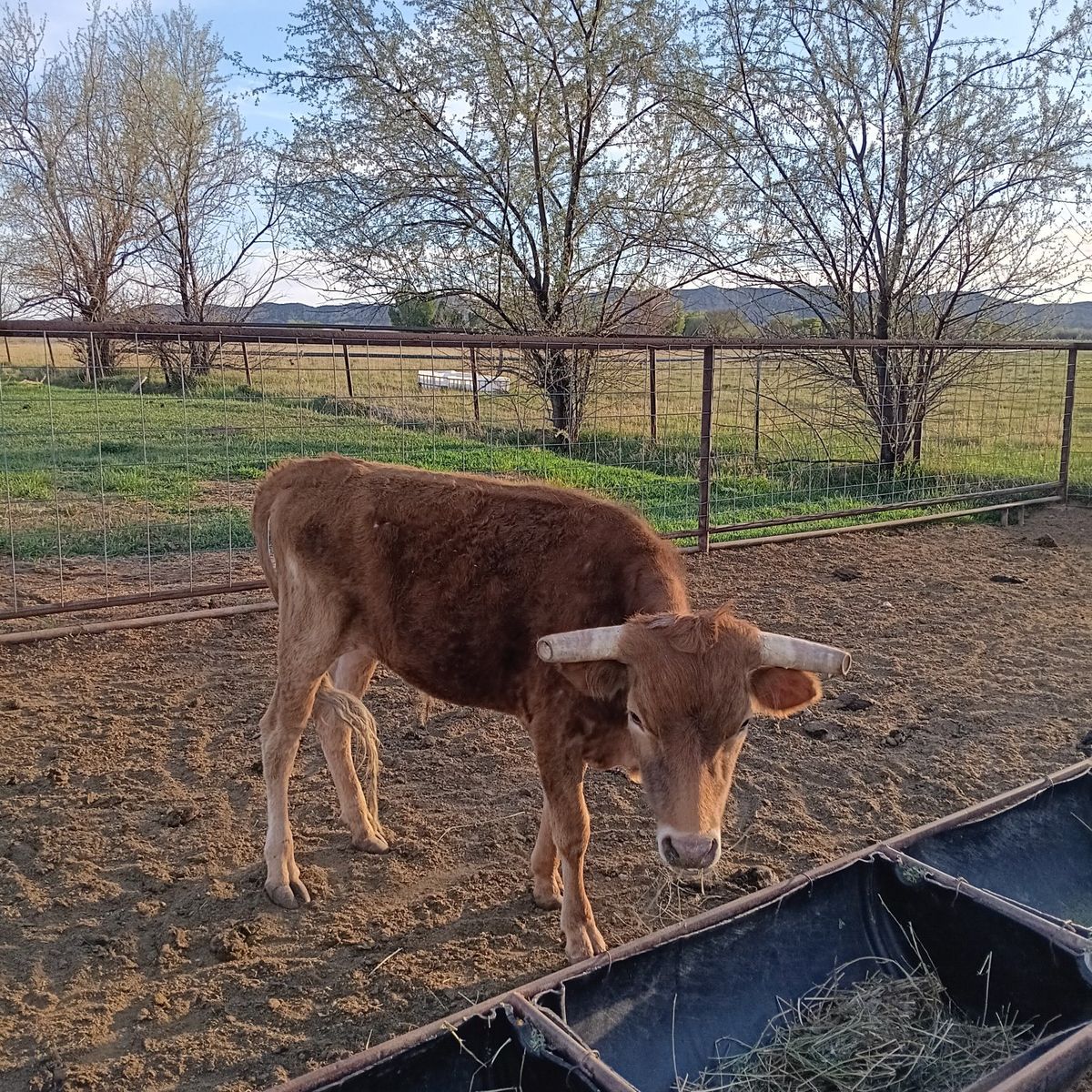 pure corriante steer