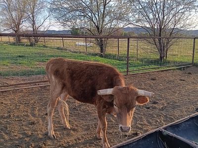 pure corriante steer