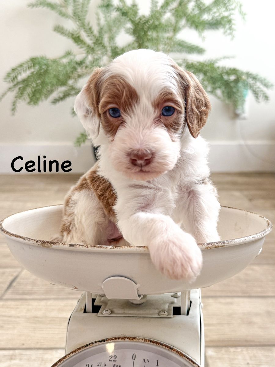 Stunning Golden Mountain Doodle Puppies