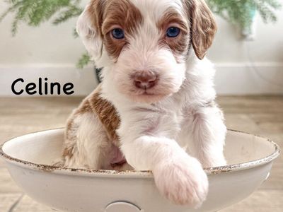 Stunning Golden Mountain Doodle Puppies