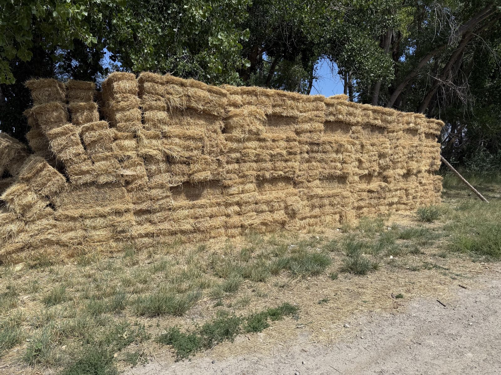 300+ Cheap Feeder Hay Small Bales-  Alfalfa w/ Foxtail Weeds