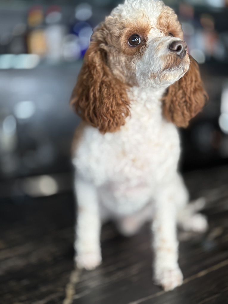 Darling 19 Month Old Cavapoo Boy
