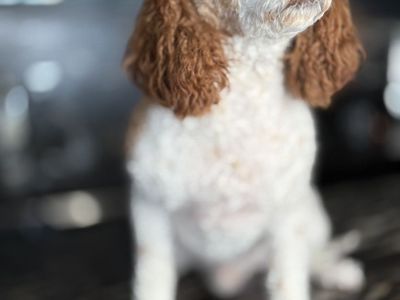 Darling 19 Month Old Cavapoo Boy