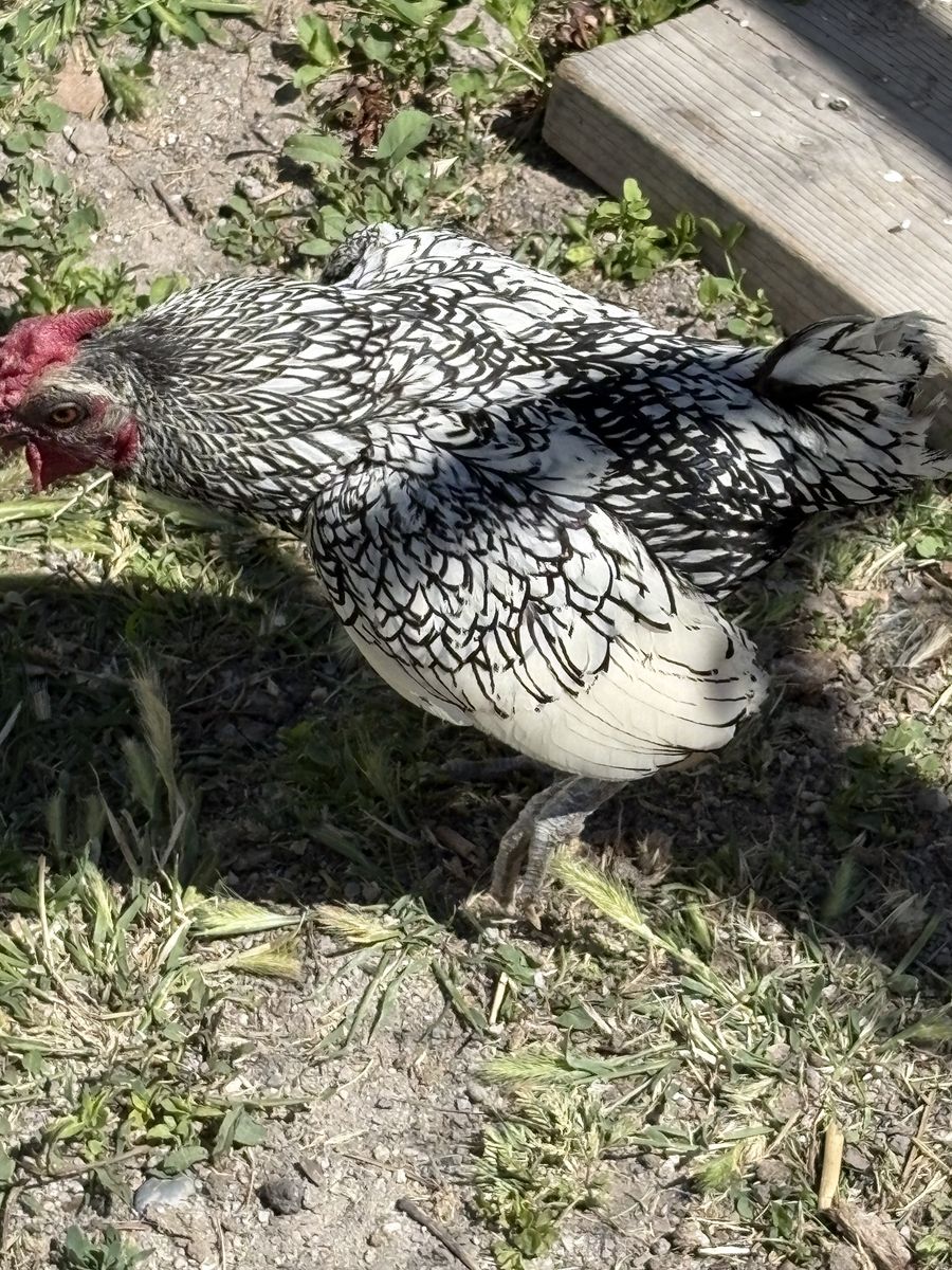 Seabrite Bantam Rooster