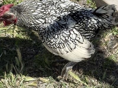 Seabrite Bantam Rooster