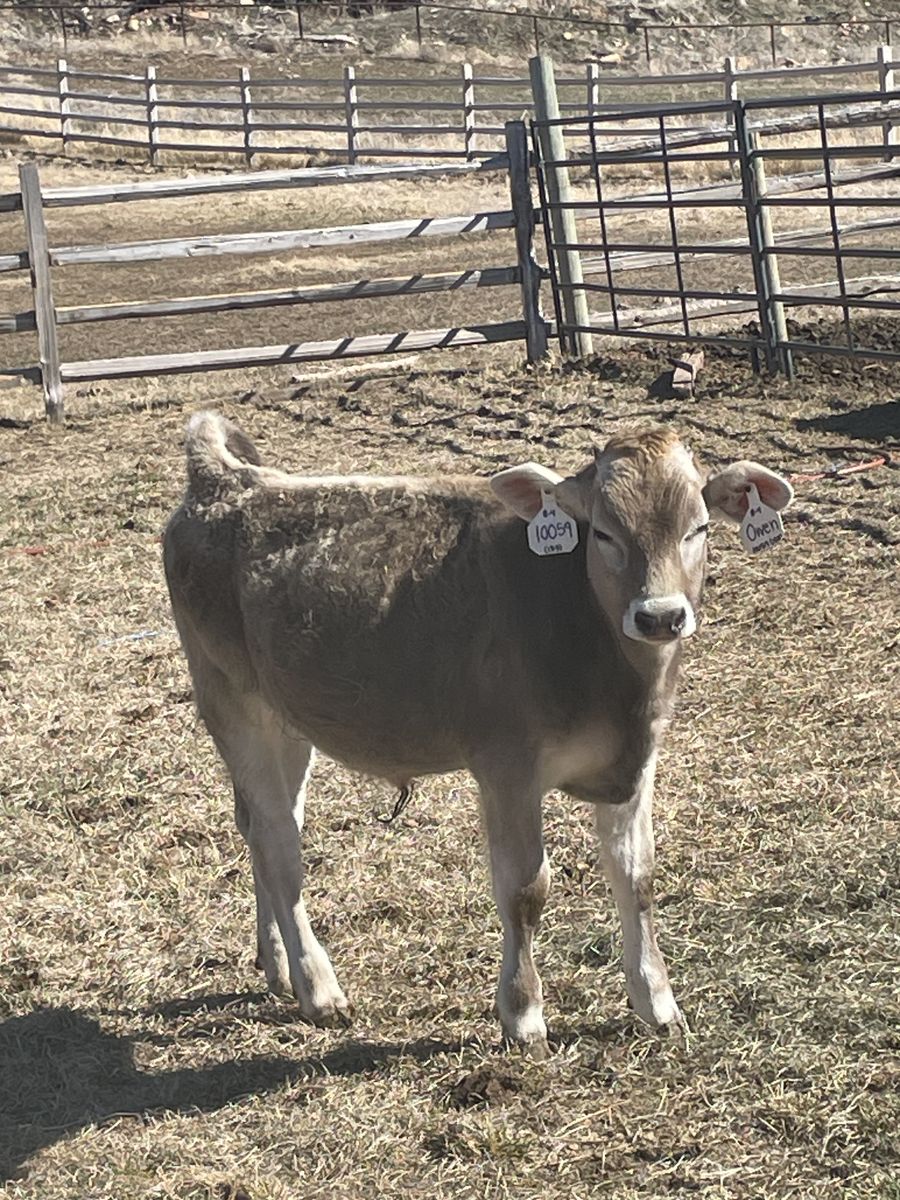 Brown Swiss Calves