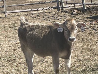 Brown Swiss Calves