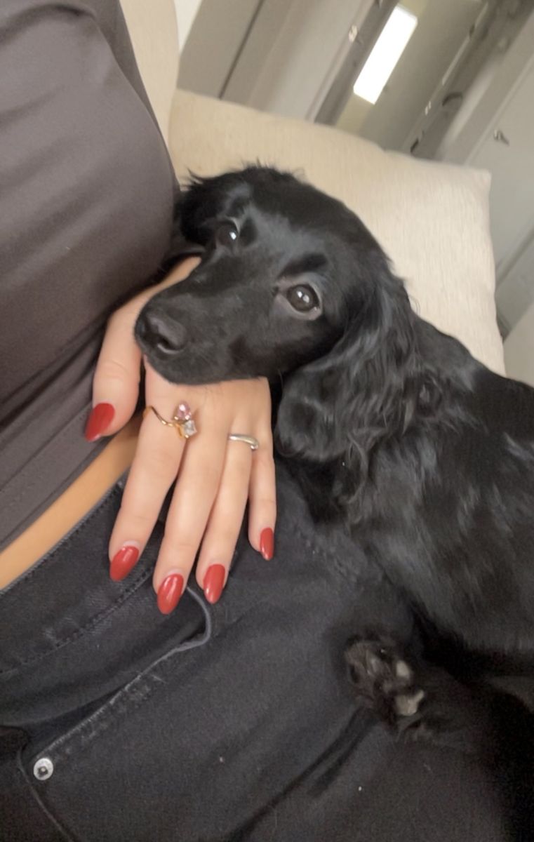 Black dachshund 7 months old