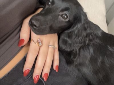 Black dachshund 7 months old