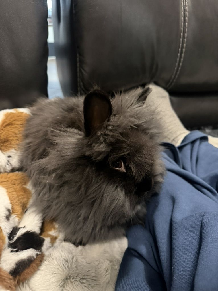 1 Male 1 Female Lionhead Bunny Rabbit