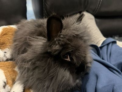 1 Male 1 Female Lionhead Bunny Rabbit