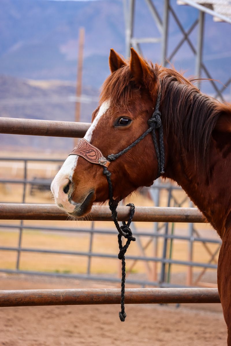 Josie (aka Sheza Peppered Sante) 2014 AQHA Mare