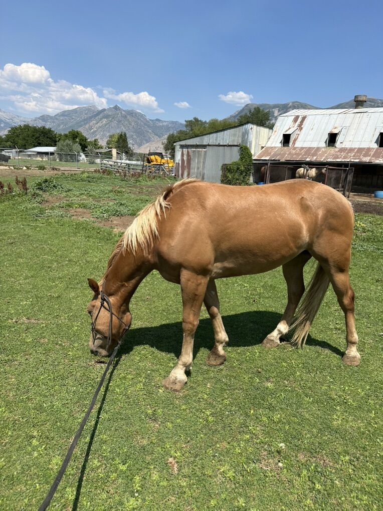 Halflinger 2 Year Old