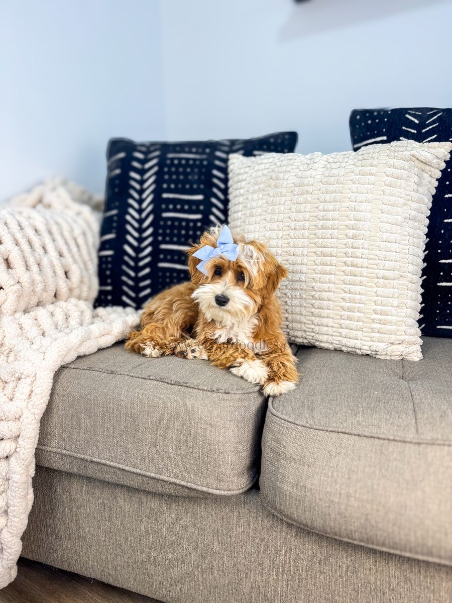 Goldendoodle (Micro Female)