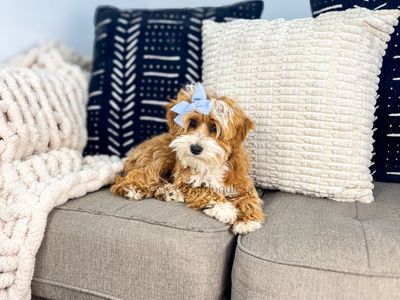 Goldendoodle (Micro Female)