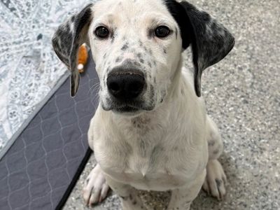 Hello my name is Patch