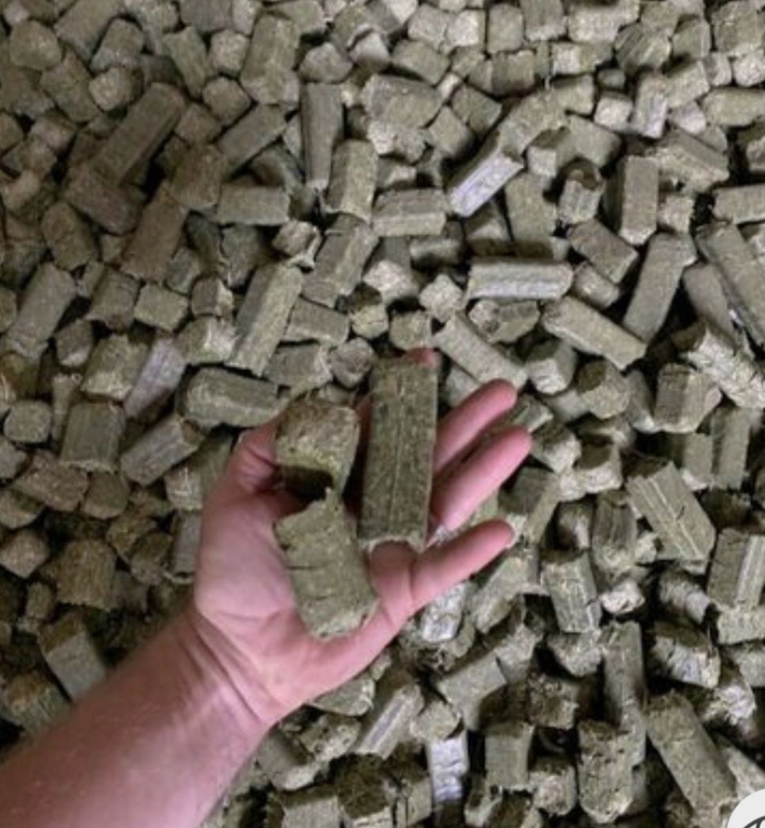 Alfalfa hay cubes for sale