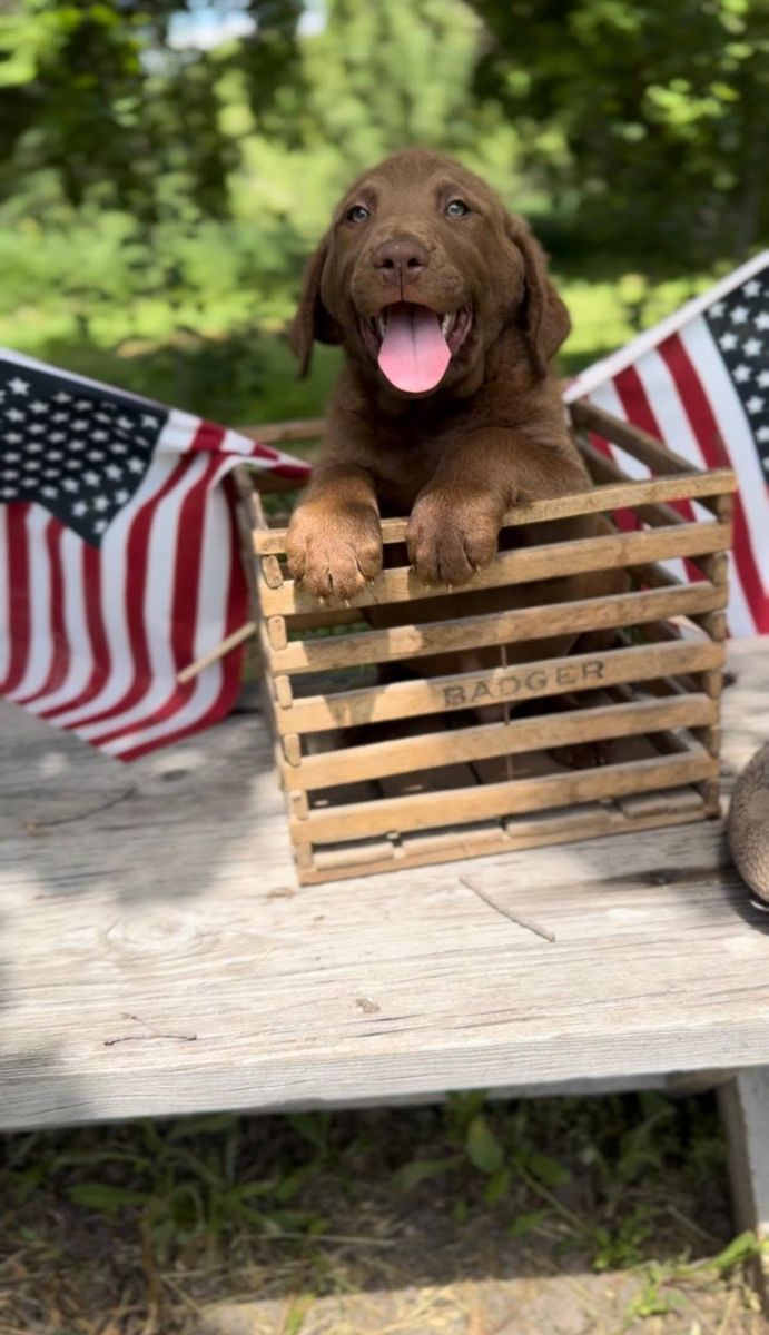 Chesapeake Bay Retriever Puppies