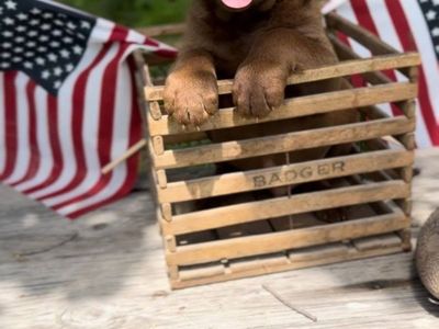 Chesapeake Bay Retriever Puppies