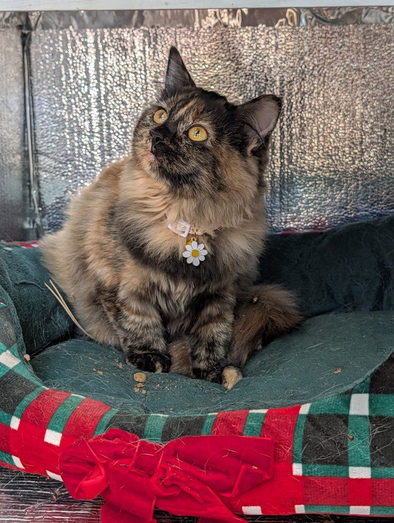 Kitten looking for home