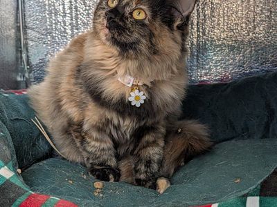 Kitten looking for home