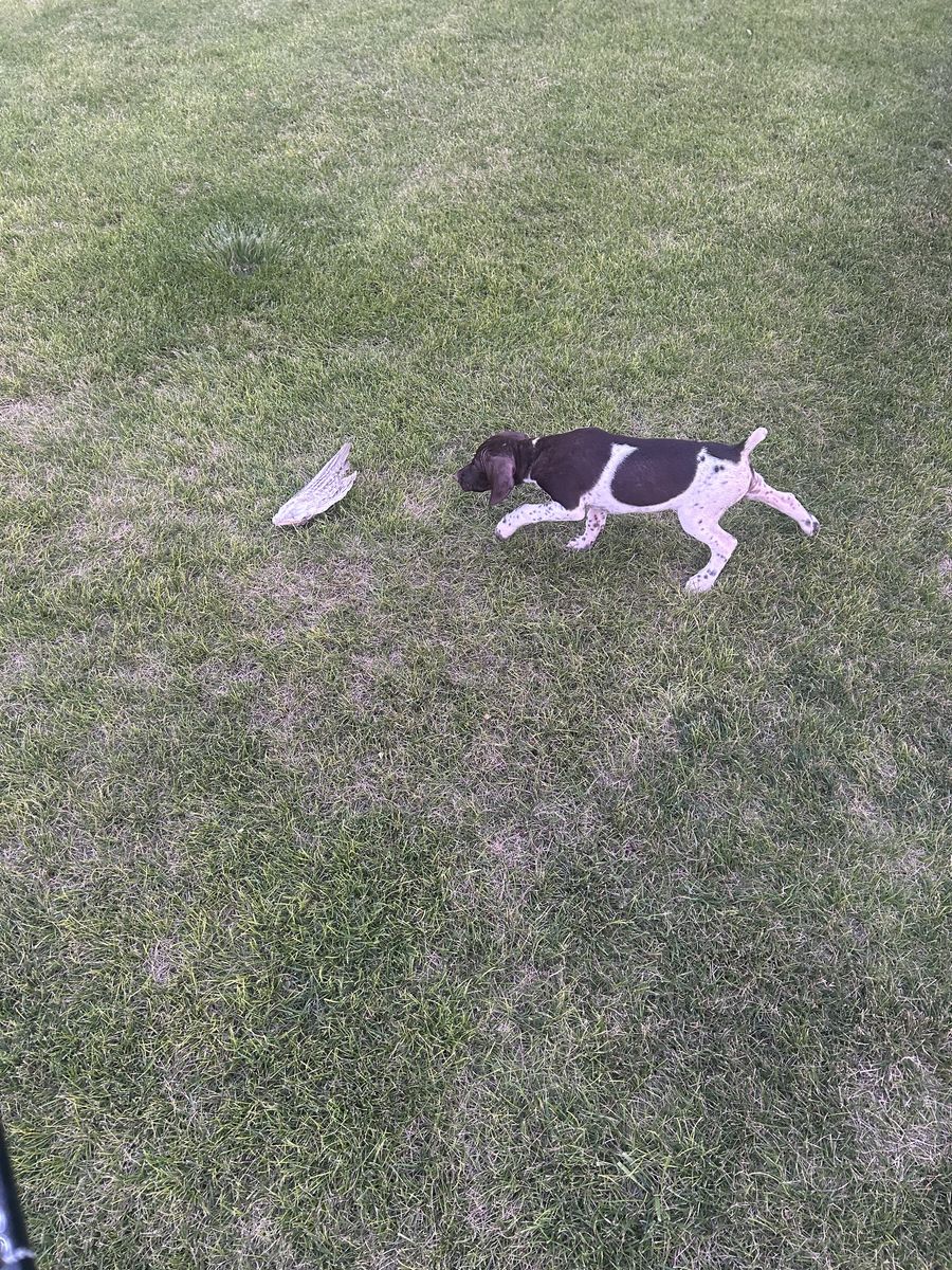 German Shorthair Pointer pup