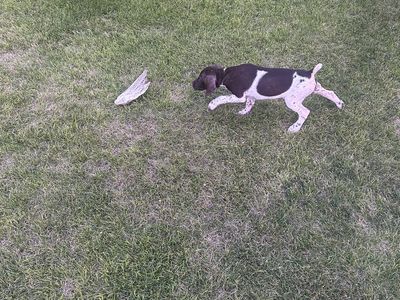 German Shorthair Pointer pup