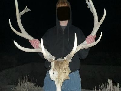 Elk Antlers