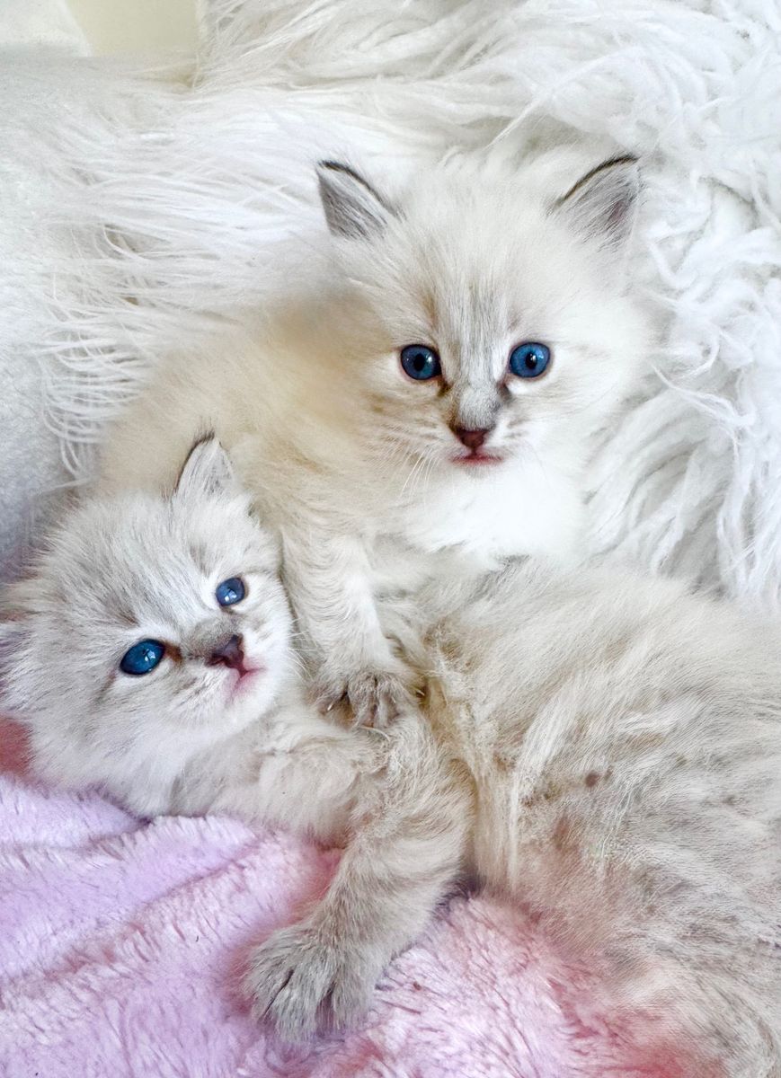 READY! Stunning LYNX POINT RAGDOLL kittens. (Stay TINY)--less allergenic/shed less! Loyal Puppy like--will follow everywhere!