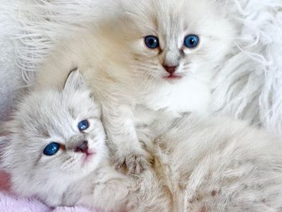 READY! Stunning LYNX POINT RAGDOLL kittens. (Stay TINY)--less allergenic/shed less! Loyal Puppy like--will follow everywhere!