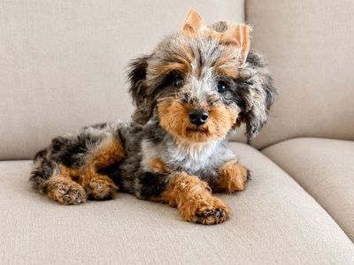 Adorable Merle Toy Poodle Puppy - Ready Now!