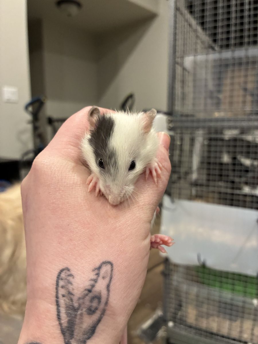 Rat Pups feeders Or Pets