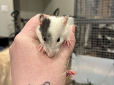 Rat Pups feeders Or Pets