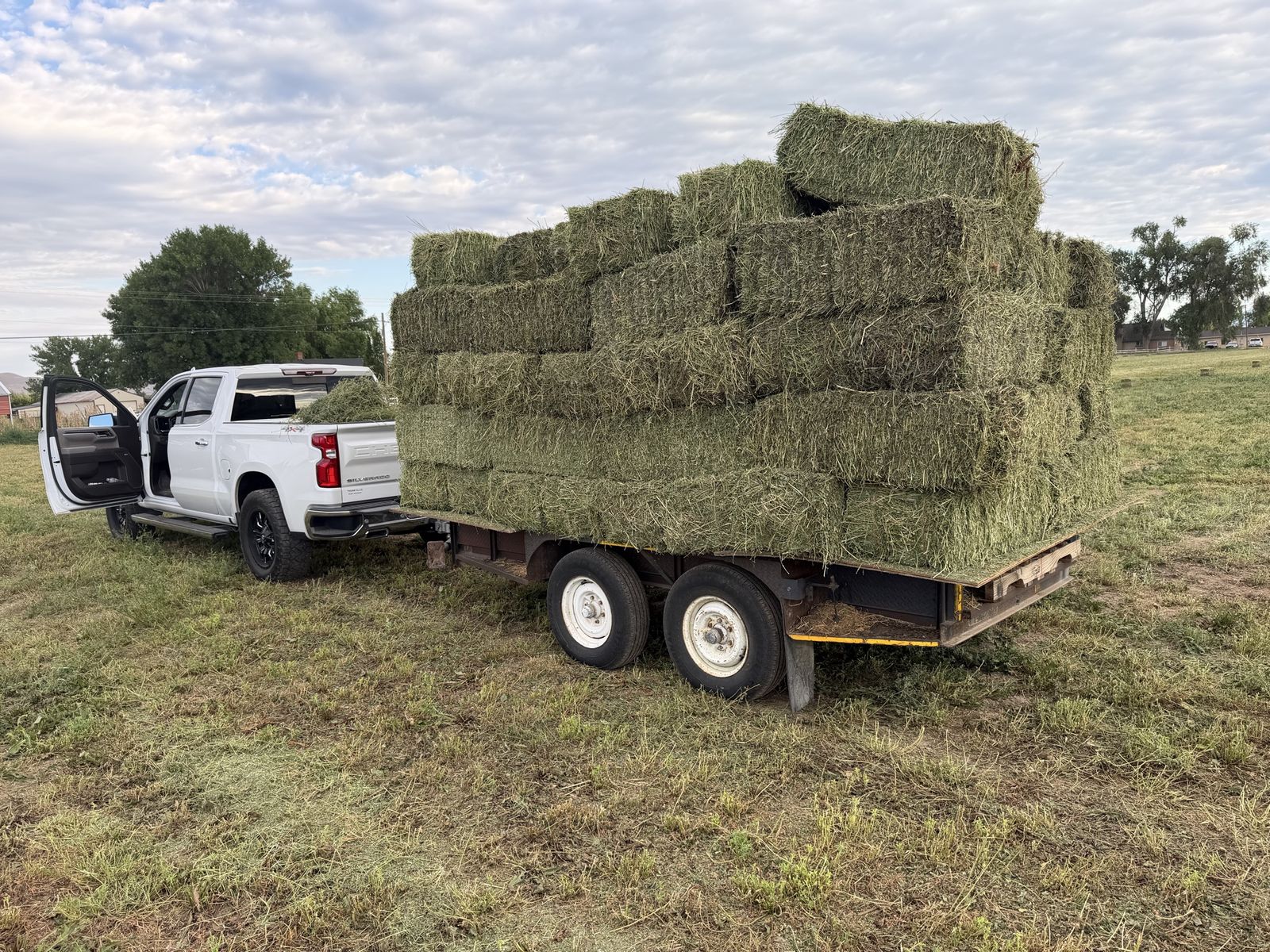 Alfalfa Hay Bales - High Quality Feed for Livestock & Horses, Local Pickup