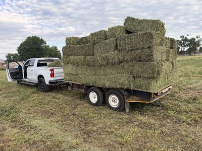 Alfalfa Hay Bales - High Quality Feed for Livestock & Horses, Local Pickup