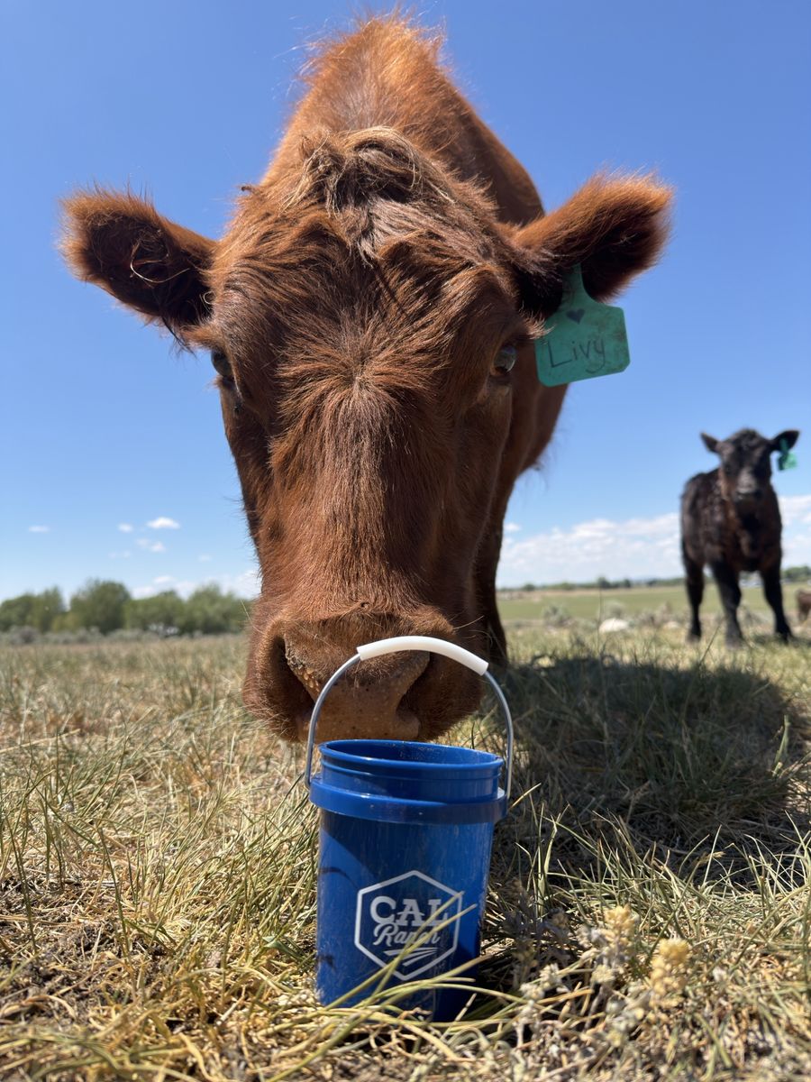 In search of grass fed steers