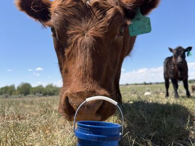 In search of grass fed steers