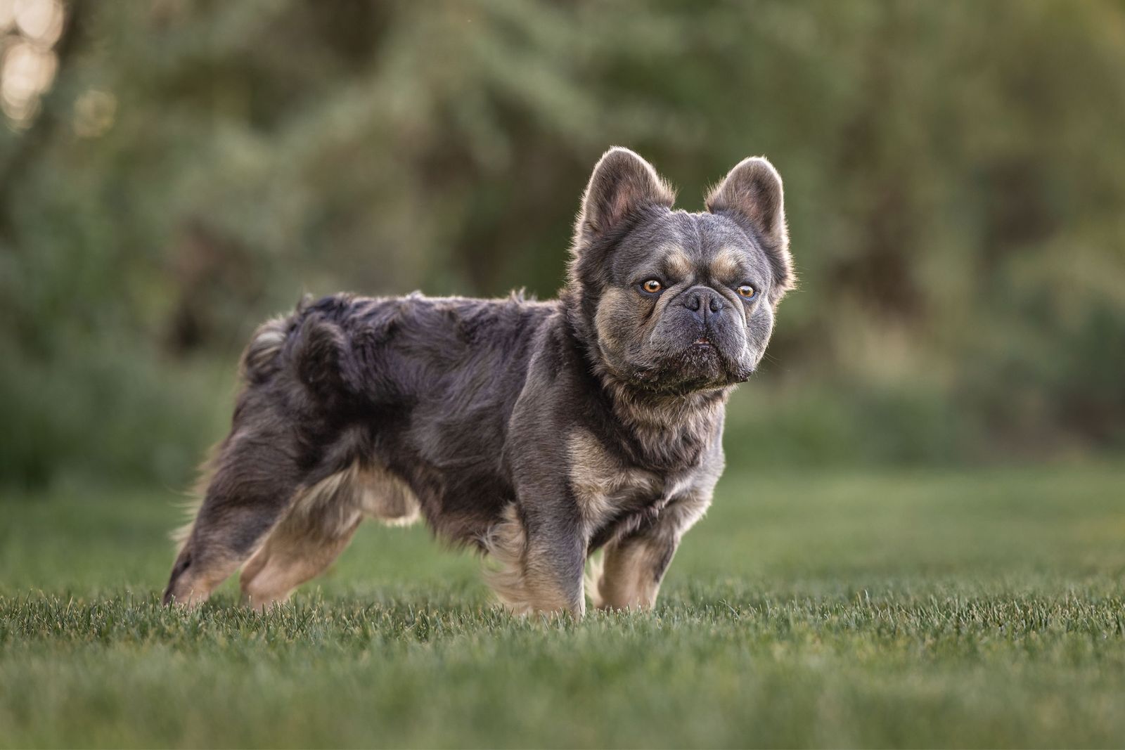 Blue fluffy French bulldog stud